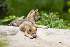 young european wolf