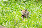young european wolf