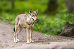 european wolf