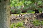 european wolf