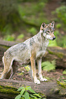european wolf