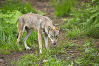 european wolf