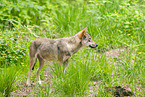 european wolf
