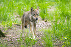 european wolf
