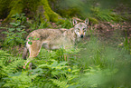 european wolf