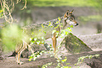 european wolf