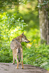 european wolf