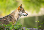 european wolf