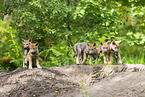 young european wolf