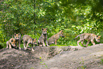 young european wolf
