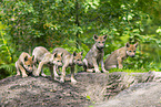 young european wolf