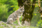 Eurasian Greywolf