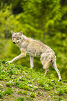 Eurasian Greywolf