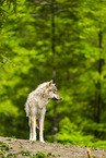 Eurasian Greywolf