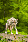 Eurasian Greywolf