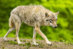 Eurasian Greywolf