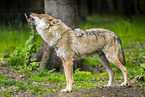 Eurasian Greywolf