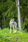 Eurasian Greywolf