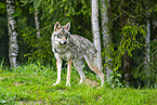Eurasian Greywolf
