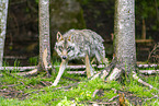 Eurasian Greywolf