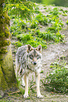 Eurasian Greywolf