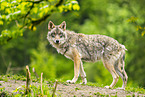 Eurasian Greywolf