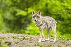 Eurasian Greywolf