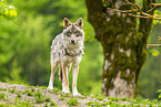 Eurasian Greywolf
