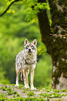 Eurasian Greywolf