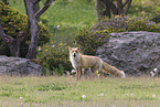 Ezo red fox