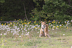 Ezo red foxes
