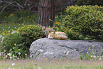 Ezo red foxes