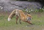 Ezo red fox