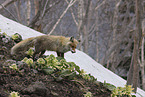 Ezo red fox