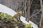 Ezo red fox