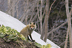Ezo red fox