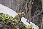Ezo red fox