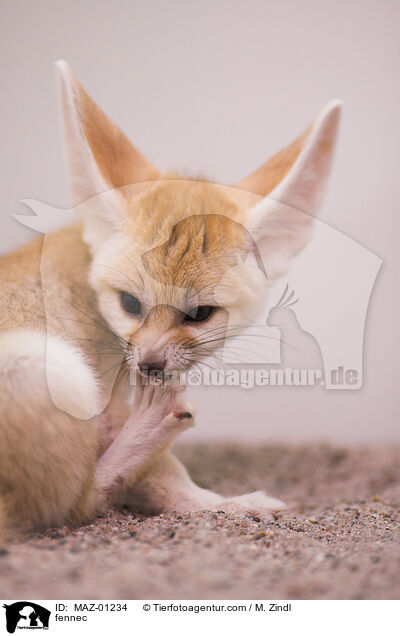 Fennek / fennec / MAZ-01234