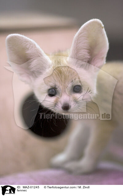 fennec / MAZ-01245