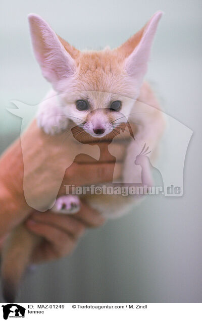 Fennek / fennec / MAZ-01249