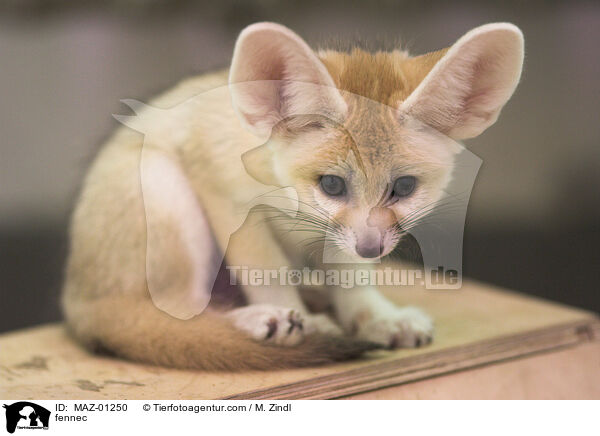 fennec / MAZ-01250