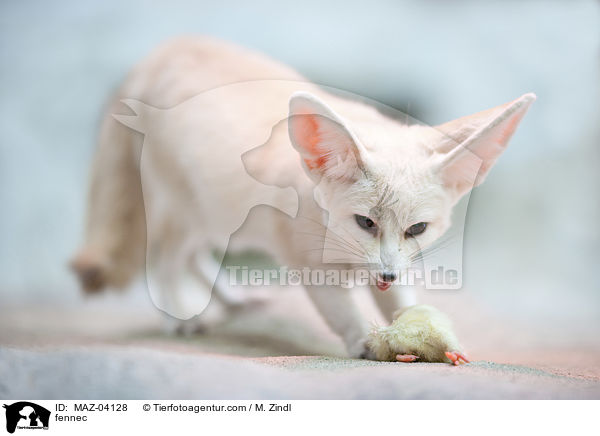 fennec / MAZ-04128