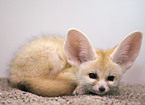 fennec