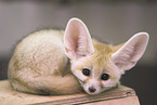 fennec