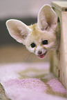 fennec