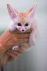 fennec