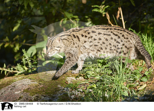 fishing cat / DMS-08468