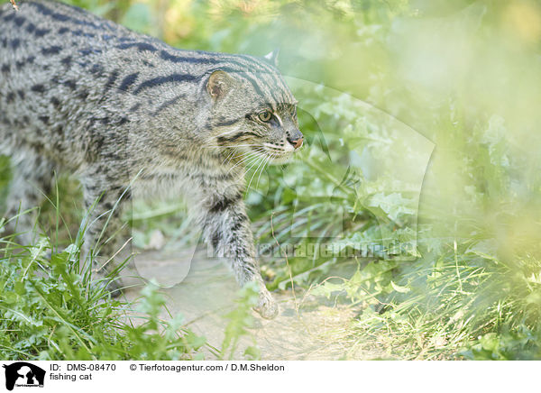 fishing cat / DMS-08470