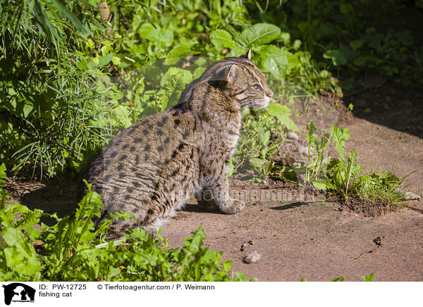 Fischkatze / fishing cat / PW-12725