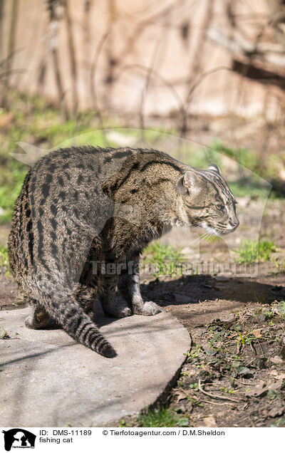 fishing cat / DMS-11189